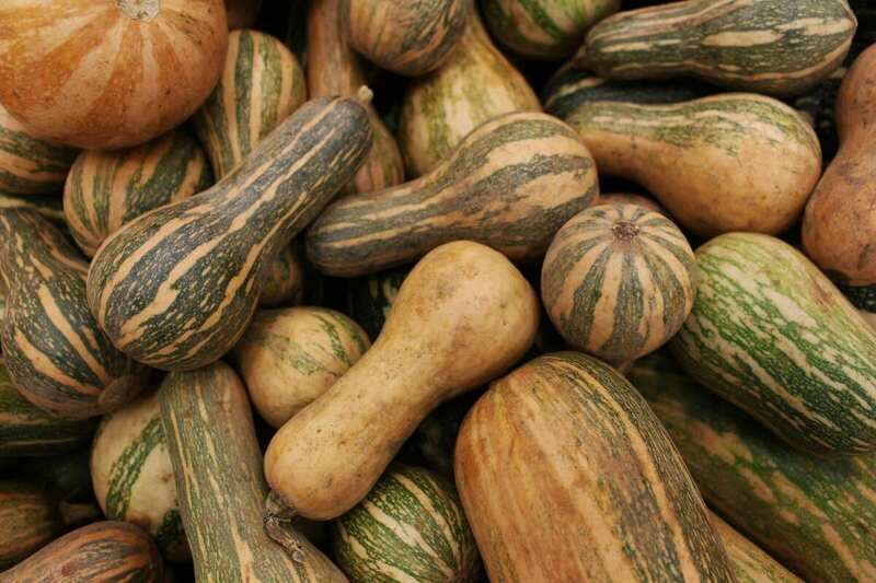 Squash, ett av bildene brukt i opplæringsmodulene